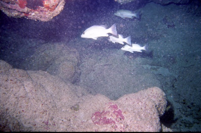 5942_15a.jpg
