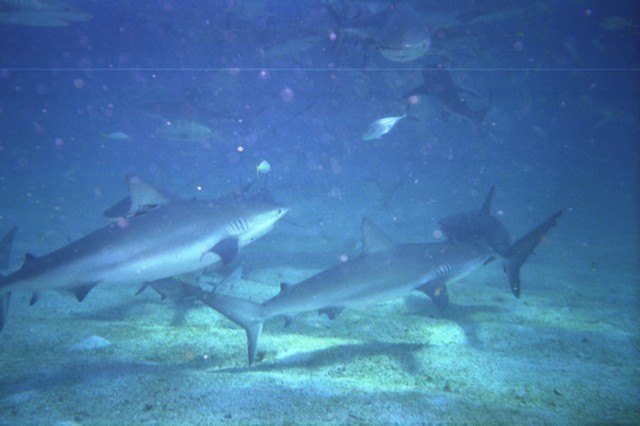 5943_17a.jpg