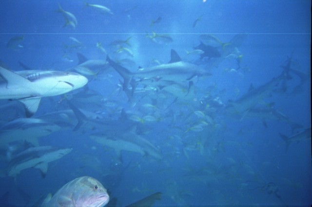 5943_20a.jpg