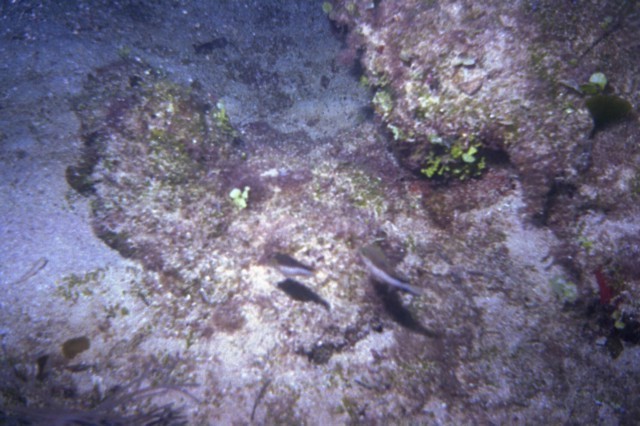 5945_00a.jpg