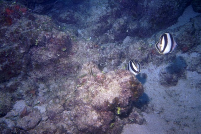 5945_02a.jpg