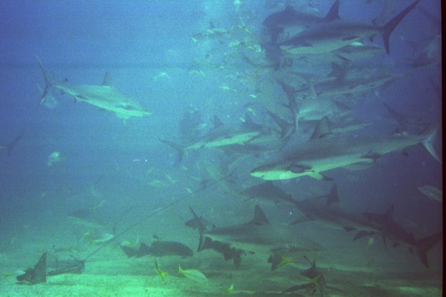 5945_17a.jpg