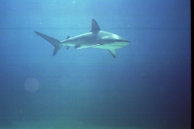 5945_19a.jpg