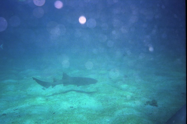 5945_21a.jpg