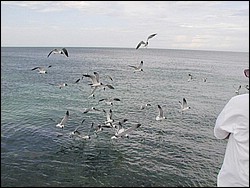 5900_01.jpg