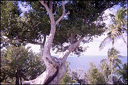 5939_05a.jpg