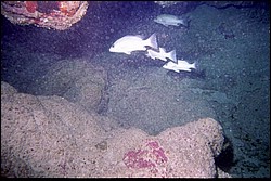 5942_15a.jpg