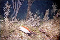 5943_08a.jpg