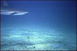 5943_14a.jpg