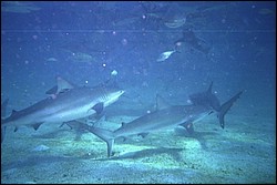 5943_17a.jpg