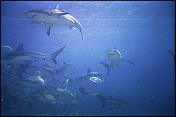 5943_18a.jpg