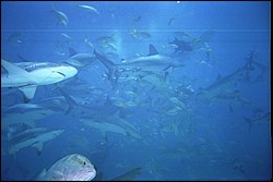 5943_20a.jpg