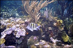 5944_03a.jpg