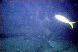 5945_04a.jpg