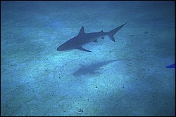 5945_13a.jpg
