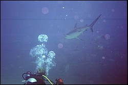 5945_15a.jpg