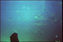 5945_16a.jpg