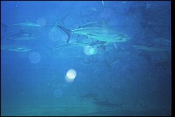 5945_23a.jpg