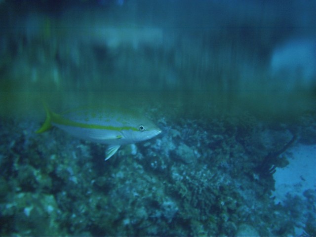 IMAG0005.JPG