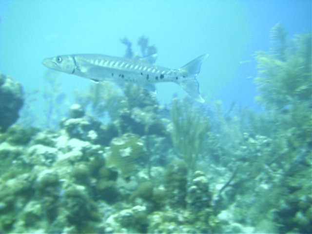 IMAG0014.JPG