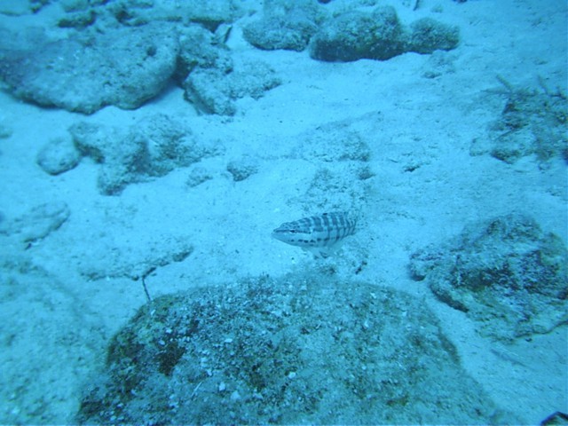 IMAG0018.JPG