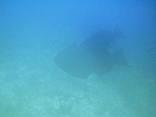 IMAG0044.JPG