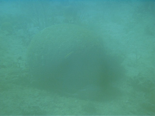 IMAG0052.JPG