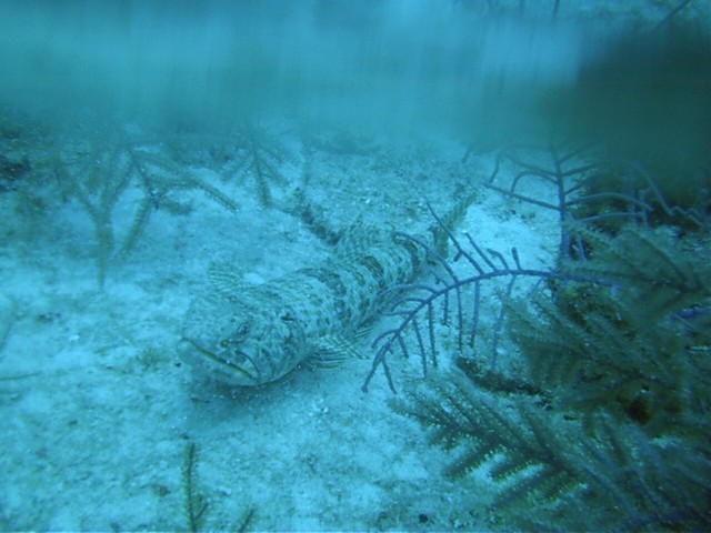 IMAG0059.JPG
