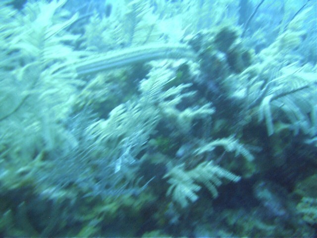 IMAG0061.JPG