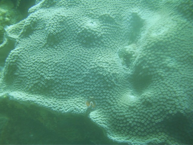 IMAG0081.JPG