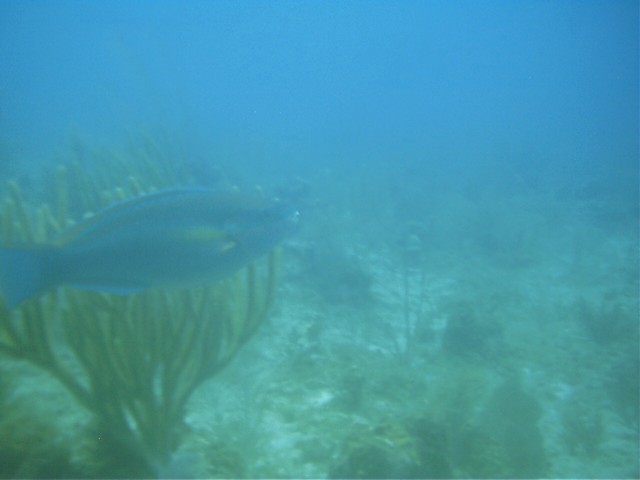 IMAG0083.JPG