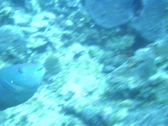 IMAG0094.JPG