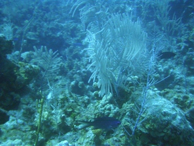IMAG0096.JPG
