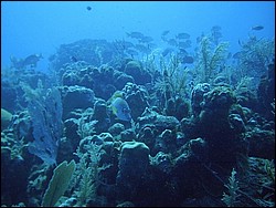IMAG0009.JPG
