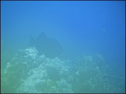 IMAG0043.JPG