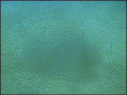 IMAG0052.JPG