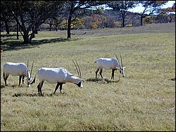 92120070.JPG