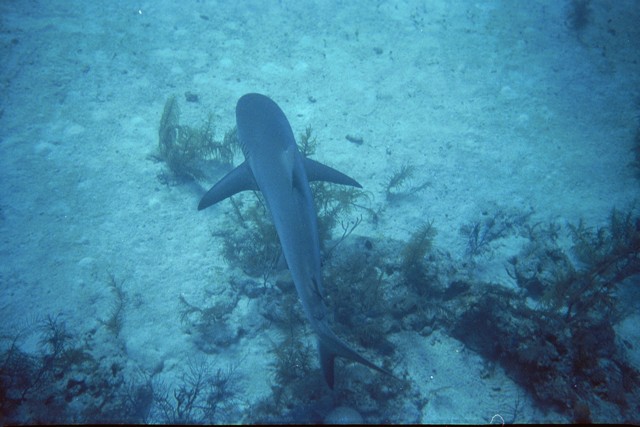 _Cover.jpg (70896 bytes)