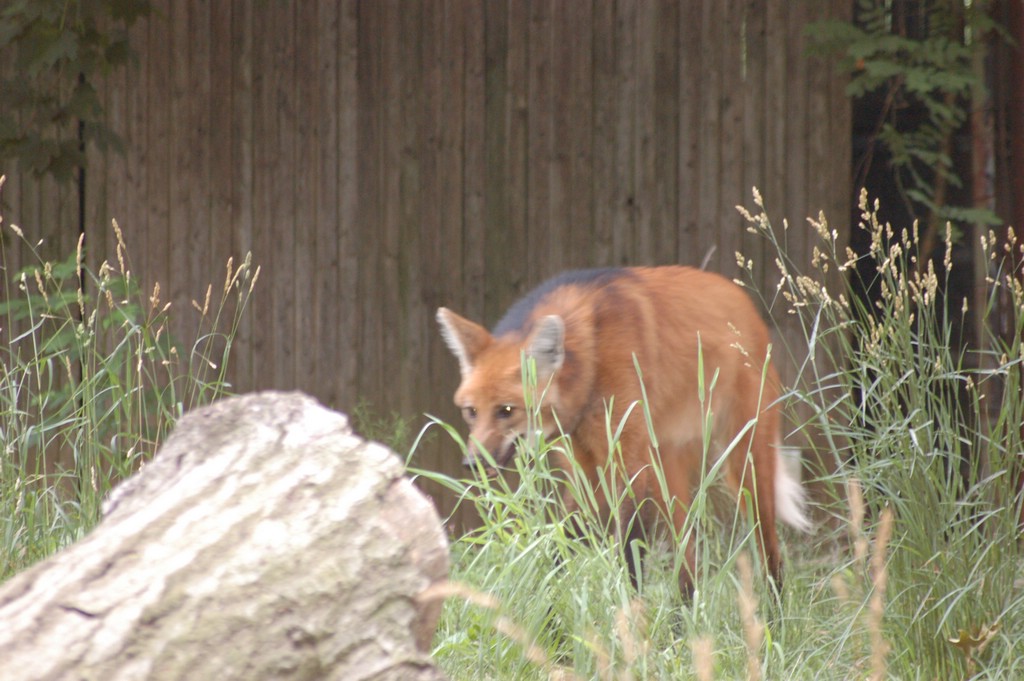 DSC_0007.JPG