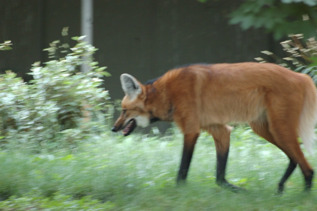 DSC_0008.JPG