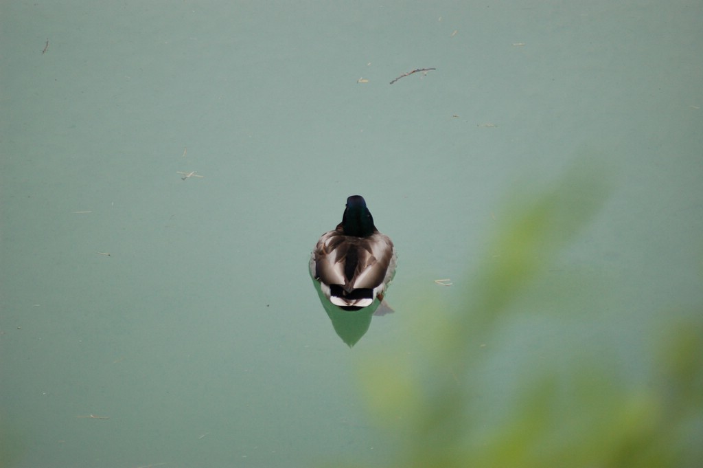 DSC_0010.JPG