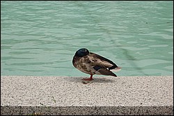 DSC_0037.JPG