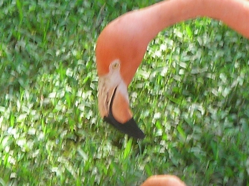 DSCN0409.JPG
