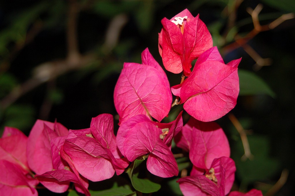 DSC_0058.JPG