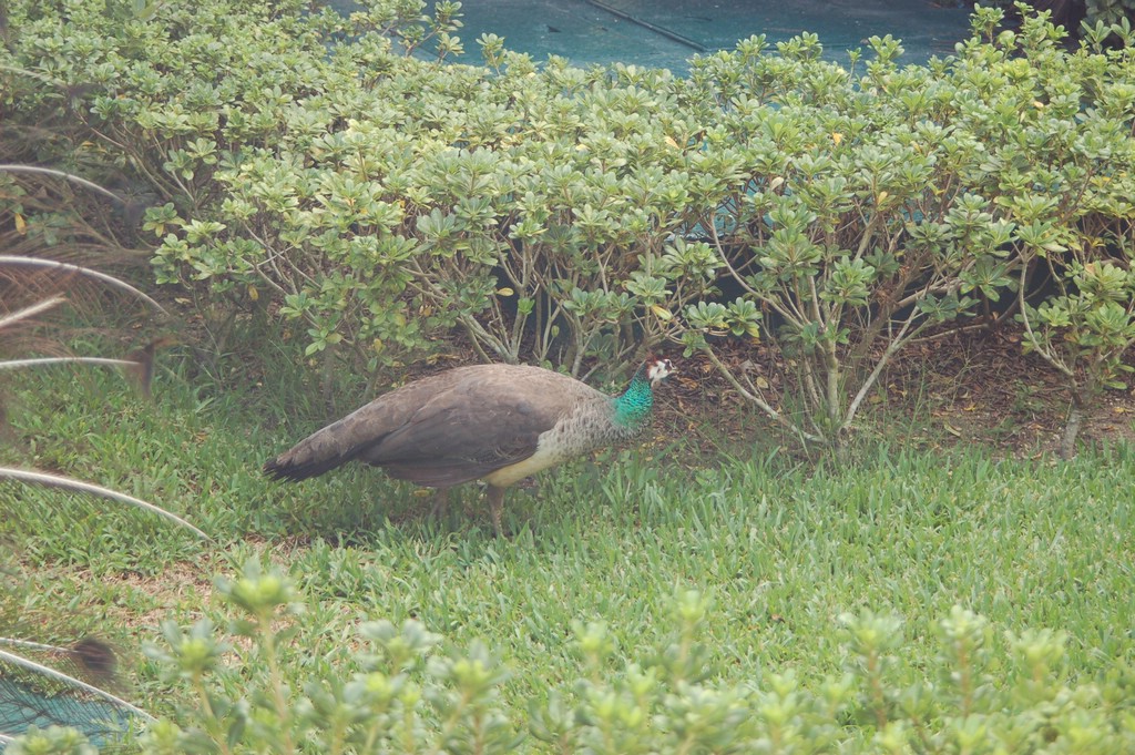 DSC_0062.JPG