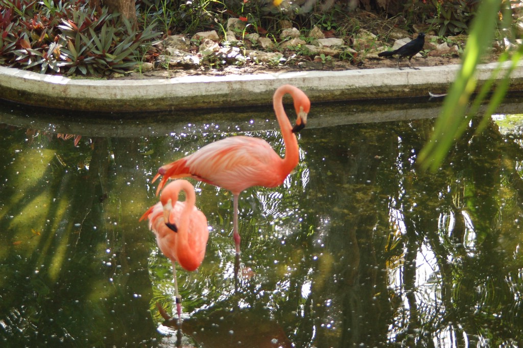DSC_0066.JPG