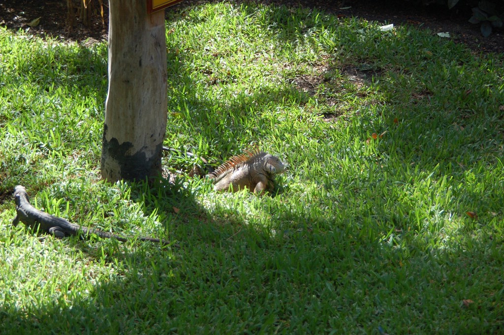 DSC_0090.JPG