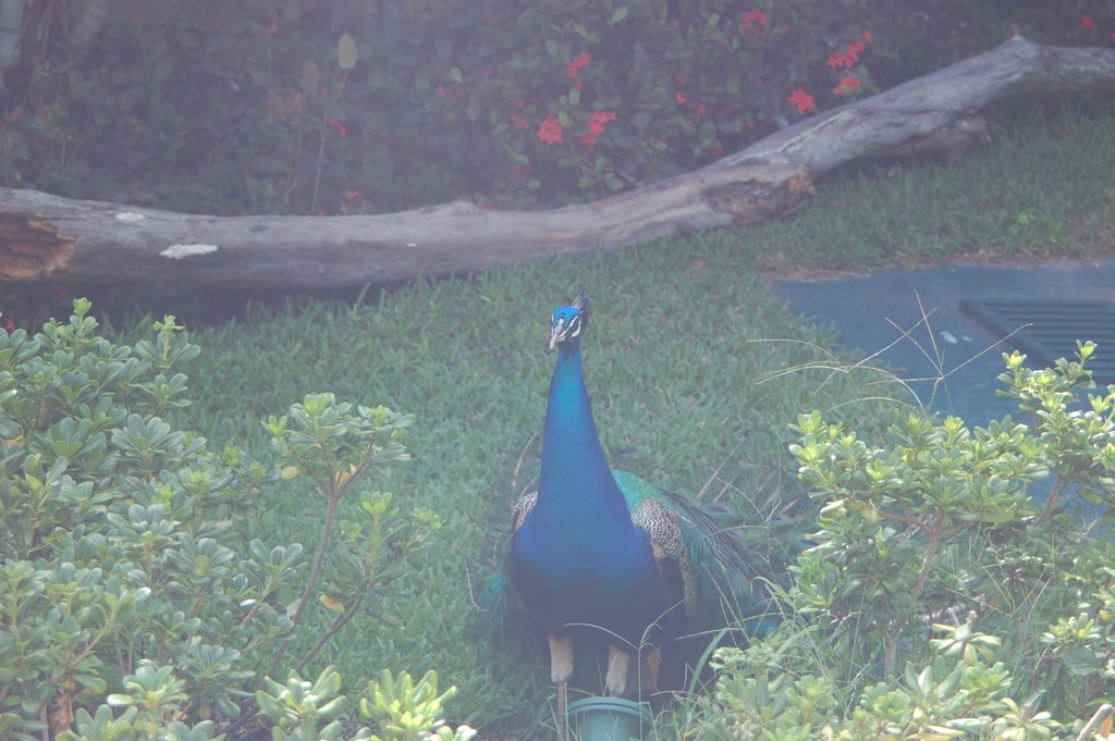 DSC_0094.JPG