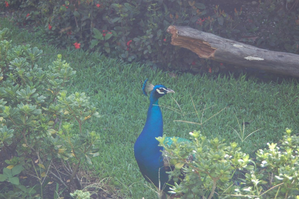 DSC_0095.JPG