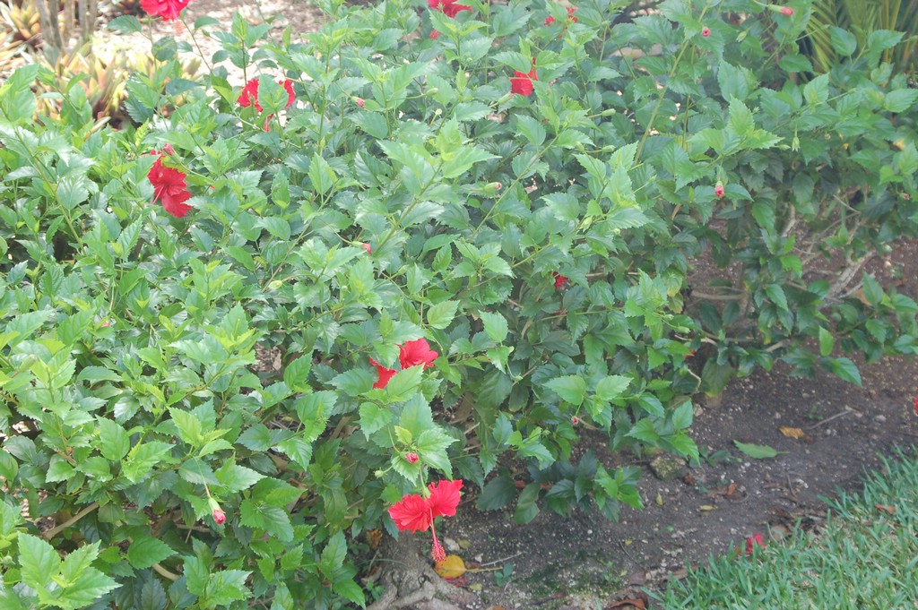 DSC_0097.JPG